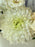 Golden Meadow Money Arrangement