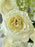 Golden Meadow Money Arrangement
