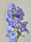 Ethereal Blue & Ivory Money Gift