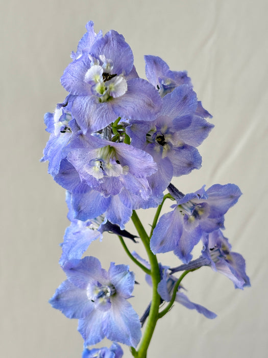 Ethereal Blue & Ivory Money Gift