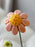 Blush Garden Elegance Bloom