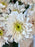 Blush Garden Elegance Bloom