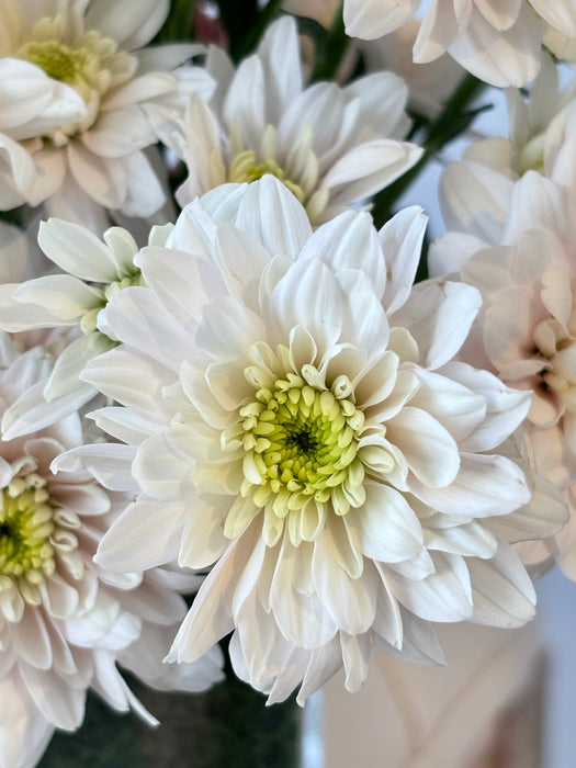 Blush Garden Elegance Bloom