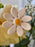 Buttercup Garden Bouquet