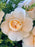 Buttercup Garden Bouquet