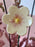 Soft Blush Flower Blooms