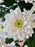 Soft Blush Flower Blooms