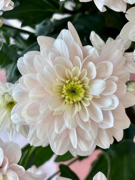 Soft Blush Flower Blooms