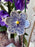 Lavender Blush Elegance Money Gift