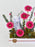 Dark Pink Money Garden