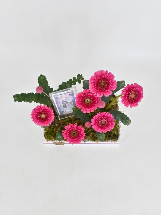 Dark Pink Money Garden