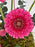 Dark Pink Money Garden