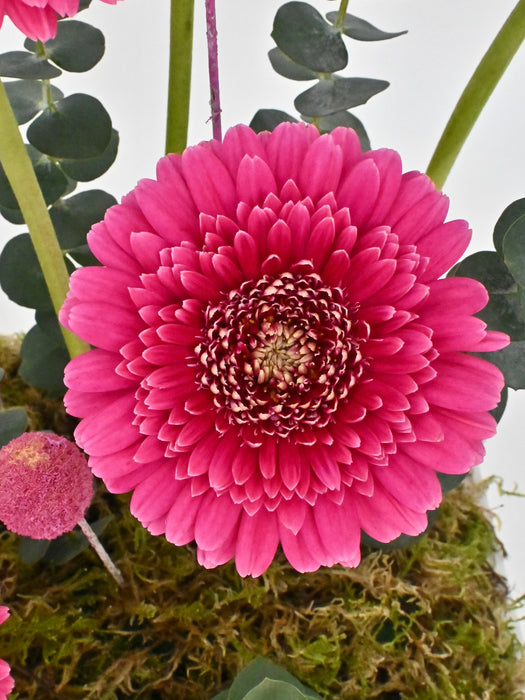 Dark Pink Money Garden