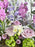 Blooming Love For Mom