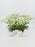 Tanacetum