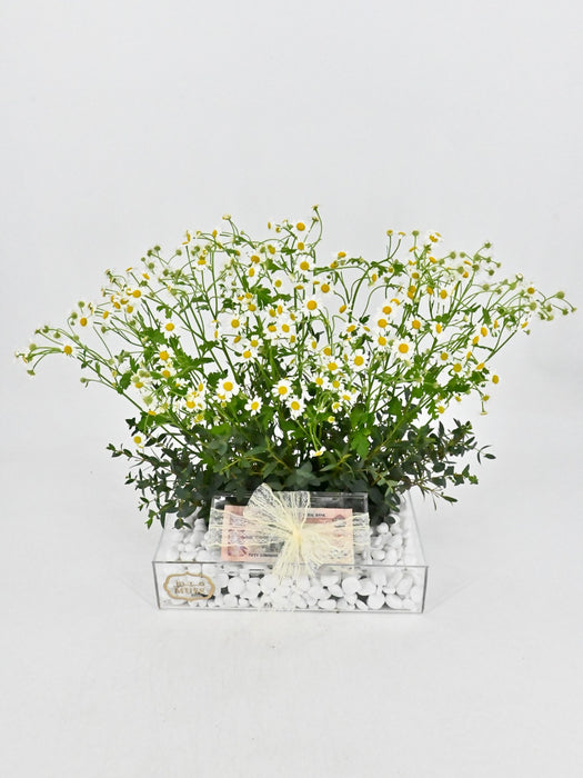 Tanacetum