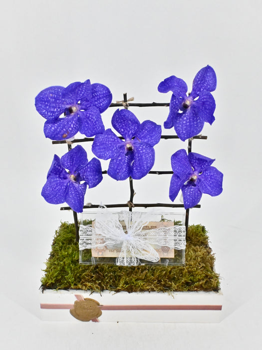 Vanda II