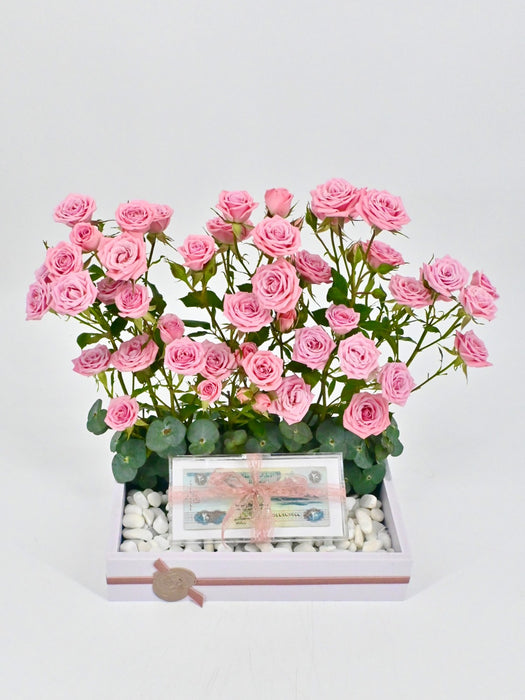 Odilia Money Arrangement