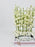 Delphy White Money Arrangement