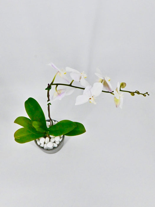 Phalaenopsis II