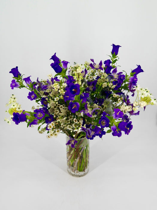 Campanula Garden