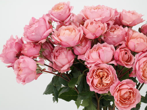Garden Spray Rose Julieta