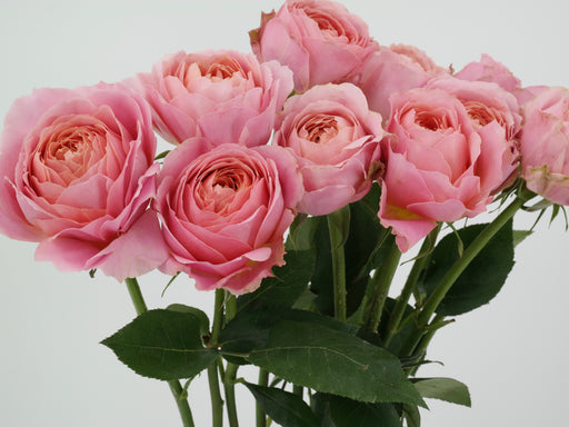 Garden Rose Romantic Antike