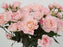 Garden Spray Rose English Miss