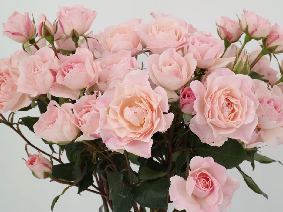 Garden Spray Rose English Miss
