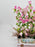 Pink Campanula