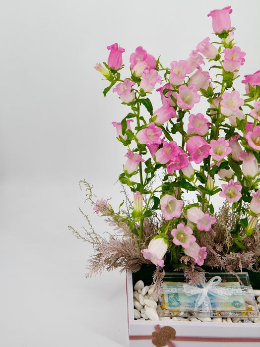 Pink Campanula