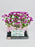 Krissy Money Arrangement
