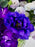 Magical Purple
