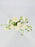 White Elegance