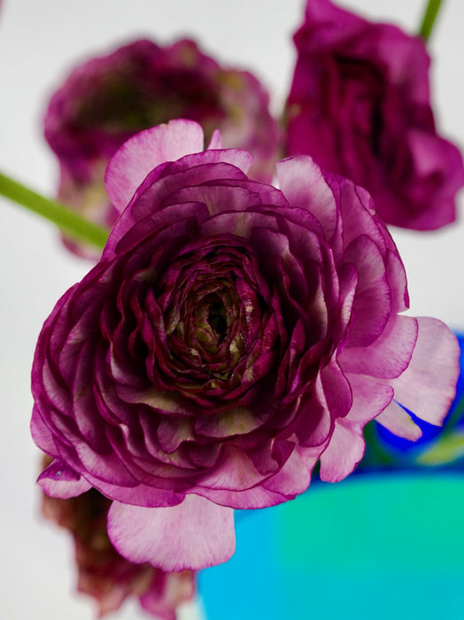 Asiaticus Pon Malva