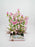Pink Campanula
