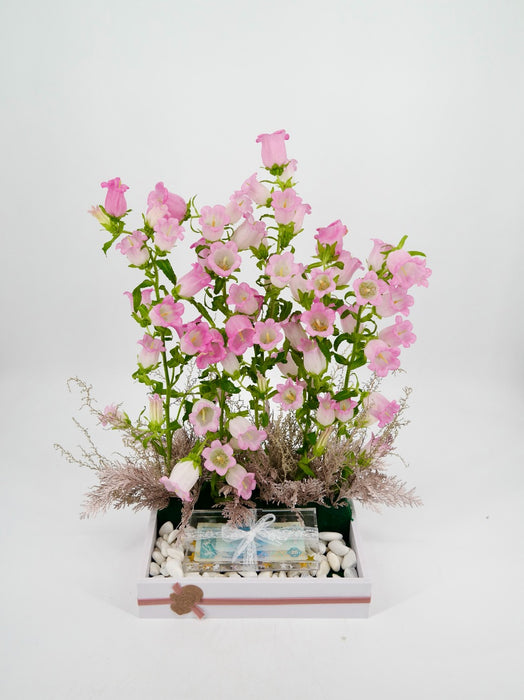 Pink Campanula