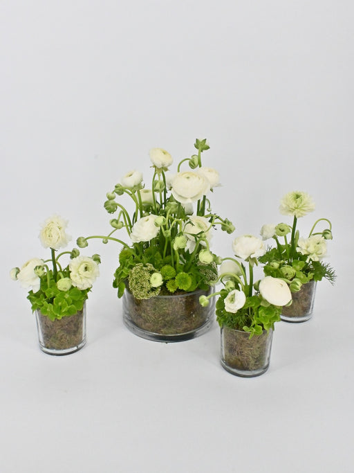 Asiaticus Garden Set