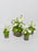 Asiaticus Garden Set
