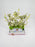 Snowberry Magical