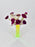 Ranunculus With Ramadan Kareem