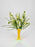 Ornithogalum