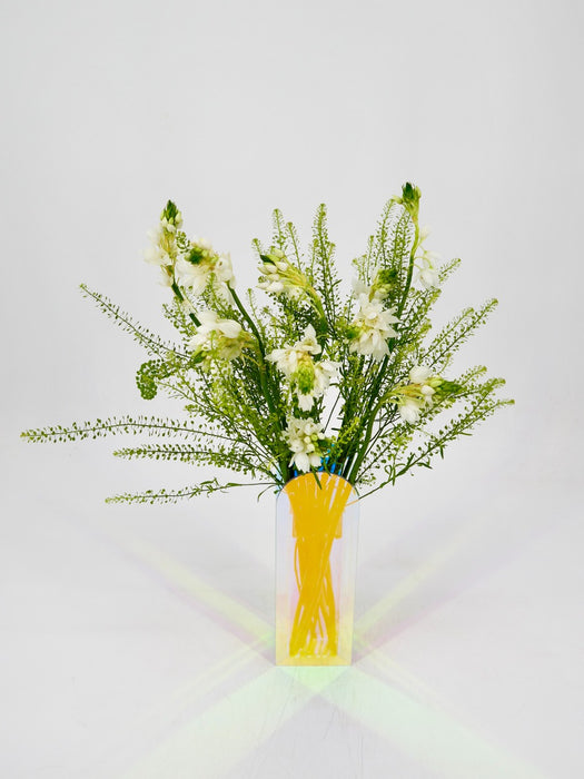 Ornithogalum