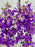 Mokkarra Money Arrangement