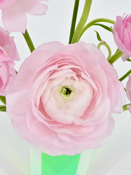 Elegance Pink