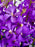 Purple Money Arrangement