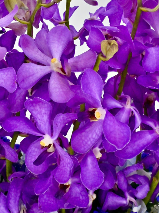 Purple Money Arrangement
