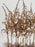 Preserved Astilbe