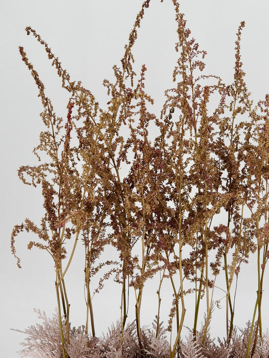 Preserved Astilbe