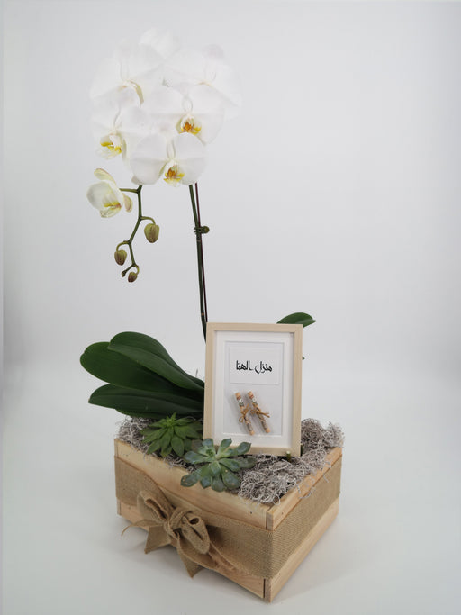 Single - Phalae Arrangement
